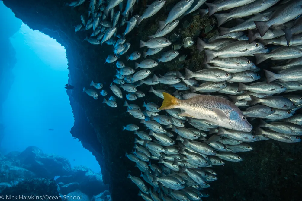 A school of fish moving through a vibrant blue ocean reef.